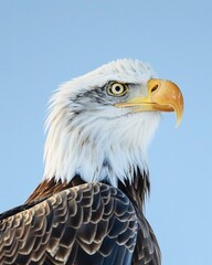 Obraz premium isolated portrait of bald eagle 