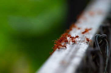 Close up view. Red ants walk on fence beam. Ant colonies often find food in people's home.