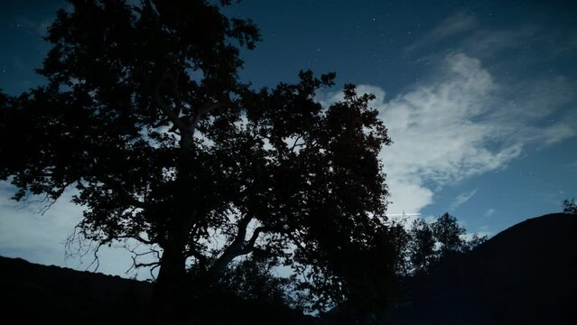 Malibu Stars Clouds Above Sycamore Trees Camp Santa Monica Mts NRA California USA Time Lapse