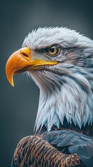 close up of bald Eagle