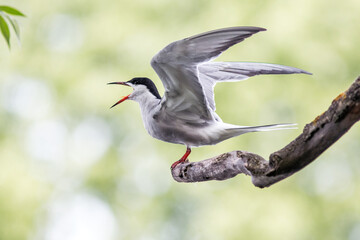 Fototapeta premium bird on the branch
