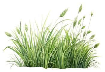 Obraz premium PNG Plant grass tranquility agriculture.