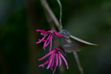 Red Flowers in Summer, Chinese Fringe Flower (Loropetalum chinense)