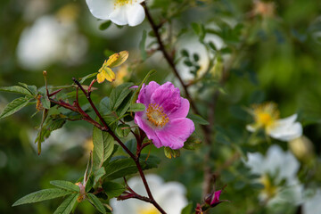 Wild rose flowers in close-up