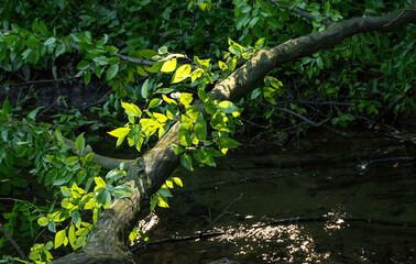 A branch with leaves illuminated by morning light