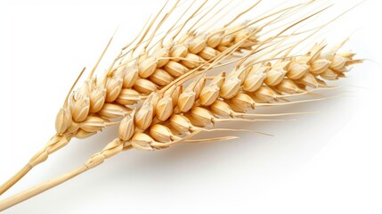 Golden ripe wheat sheaves decorative background