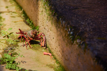 Lake crab on the asphalt
