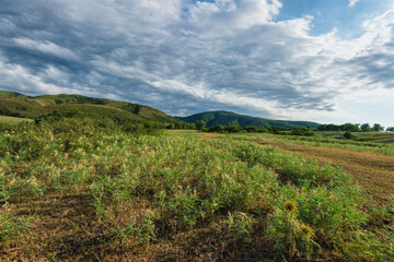 grass and blue sky