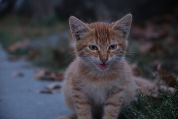 sweet little kitten yellow cat