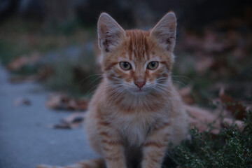 sweet little kitten yellow cat