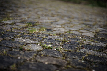 raps, vögeln, pusteblumen, dry, desert, nature, landscape, road, sky, drought, mud, stone, sand, water, land, cracked, ground, soil, earth, texture, crack, summer, sea, pattern, arid, lake, salt, dirt