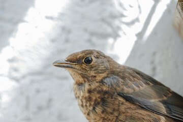 von raps vögeln und pusteblumen