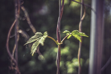 von raps v&ouml;geln und pusteblumen