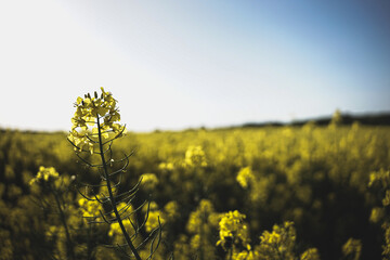 von raps vögeln und pusteblumen