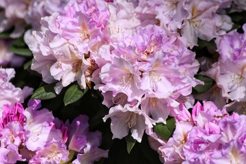 Rhododendron light pink flower fresh blooming on the garden. 