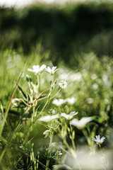 von raps vögeln und pusteblumen