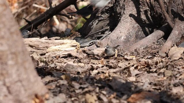 Junco Ardois&eacute; dans la for&ecirc;t. Junco Ardois&eacute; &agrave; la recherche de graines sur le sol sous les feuilles	
