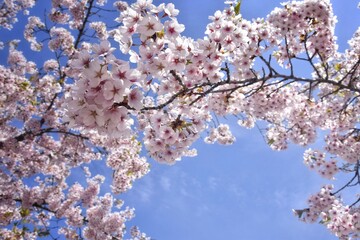 Cherry blossoms on a background in the blue sky