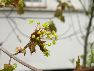 Branch blooming holly maple spring nature