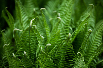 Beautiful green fern leaves background