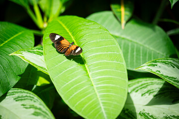 butterfly on leaf