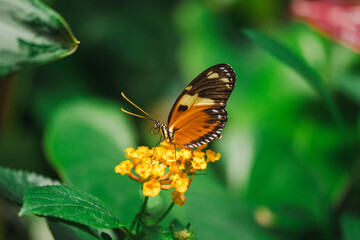 butterfly on flower