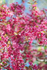 Fototapeta premium pink blossom in spring