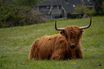 Highland cow with horns