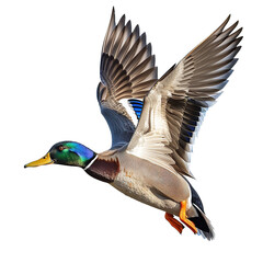Obraz premium Male mallard isolated on white or transparent background