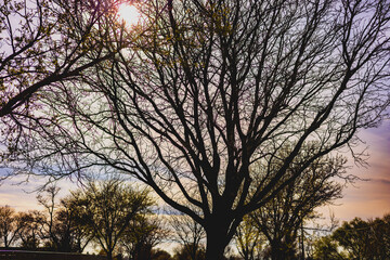 trees at sunset