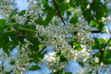 White flowers of bird cherry tree blooming in springtime. Drooping racemes with strong scent flowering prunus padus of rosaceae family. Used anti inflammatory and phytoncidal agent. Common bird cherry
