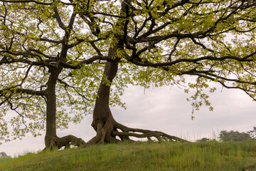 two deciduous trees in spring with visable roots out of the sand on a hill with green grass and white sky