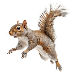 jumping grey brown squirrel isolated on white or transparent background