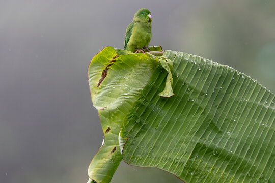 Spectacled Parrotlet
