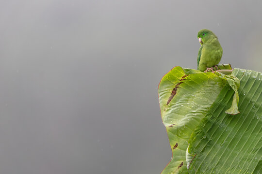 Spectacled Parrotlet