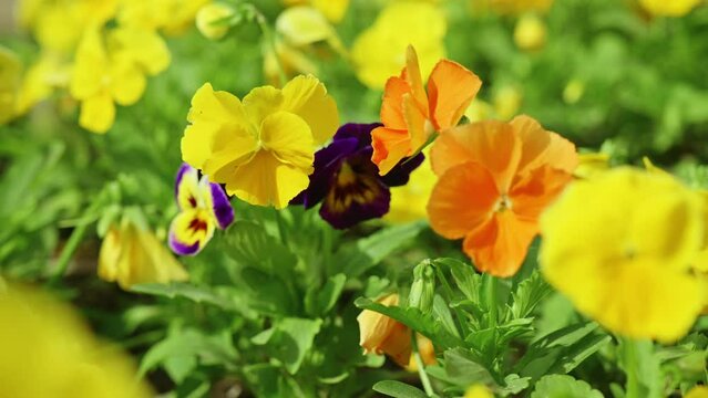 flower petals, decorative violet, blooming flowers in spring