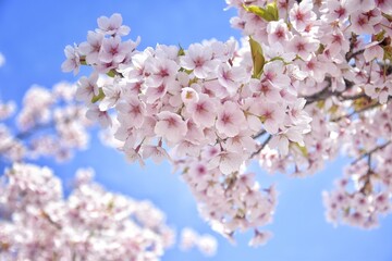 Cherry blossoms on a background in the blue sky