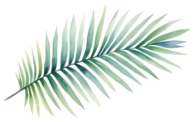 PNG Leaf plant palm leaf pattern.