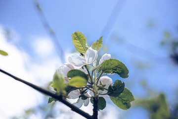Gartenträume - Hundisburg
