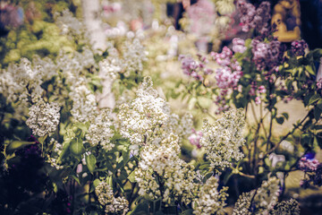 Gartentr&auml;ume - Hundisburg