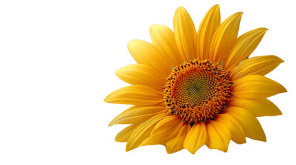Sunflower on white background, PNG image with background removed,