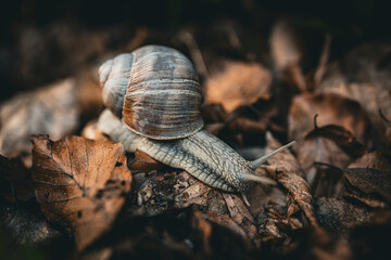 Herbst Schnecke