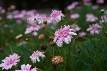Obraz premium bee on a flower