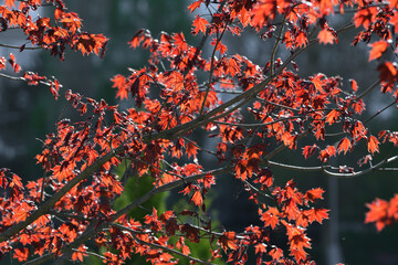 Acer platanoides is a Norway Maple Royal red. Young spring leaves in backlight