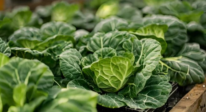 Developing Enhanced Traits in Lab-Grown Hydroponic Collards Through Genetic Engineering. Concept Plant Biology, Genetic Engineering, Hydroponics, Collard Greens, Trait Enhancement