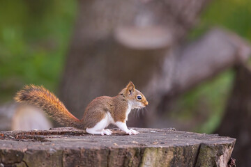 Leucism in red squirrel