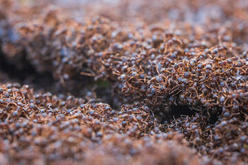 Close up of ant swarm