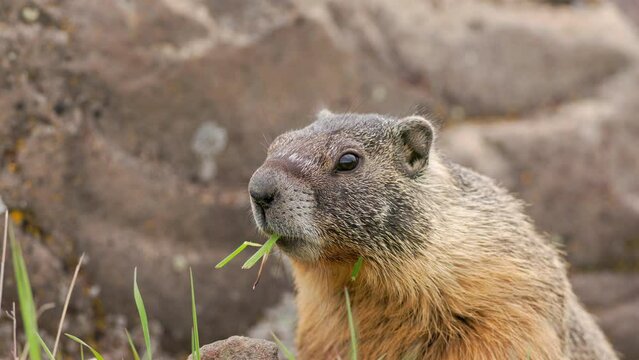 Close up of a Yellow-bellied Marmot (Marmota flaviventris) with a mouthful of grass surveying his territory amongst boulders in Eastern Washington state