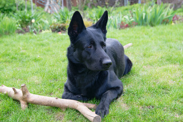 Naklejka premium Black German shepherd