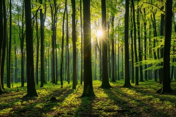 Sunlit Forest Landscape